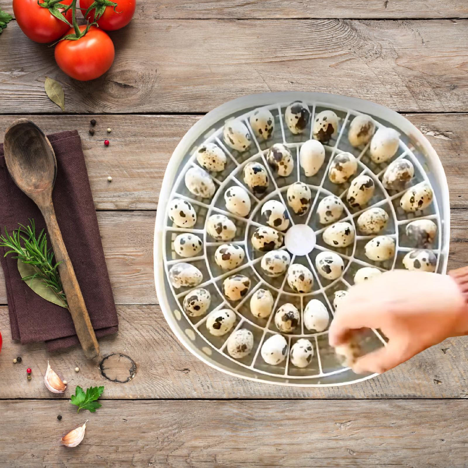 Quail Egg Incubator - Petit plateau à œufs de caille,