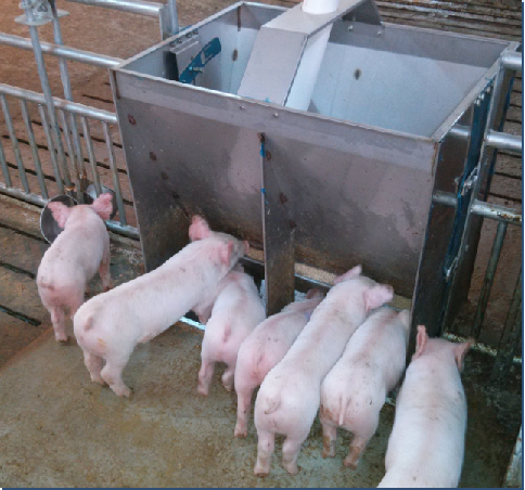 Agriculture Farming Livestock - Mangeoire double face en acier inoxydable