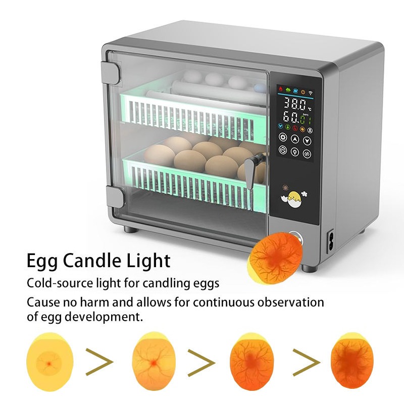 Incubateur d'œufs entièrement  - Quail Egg Incubator avis et prix