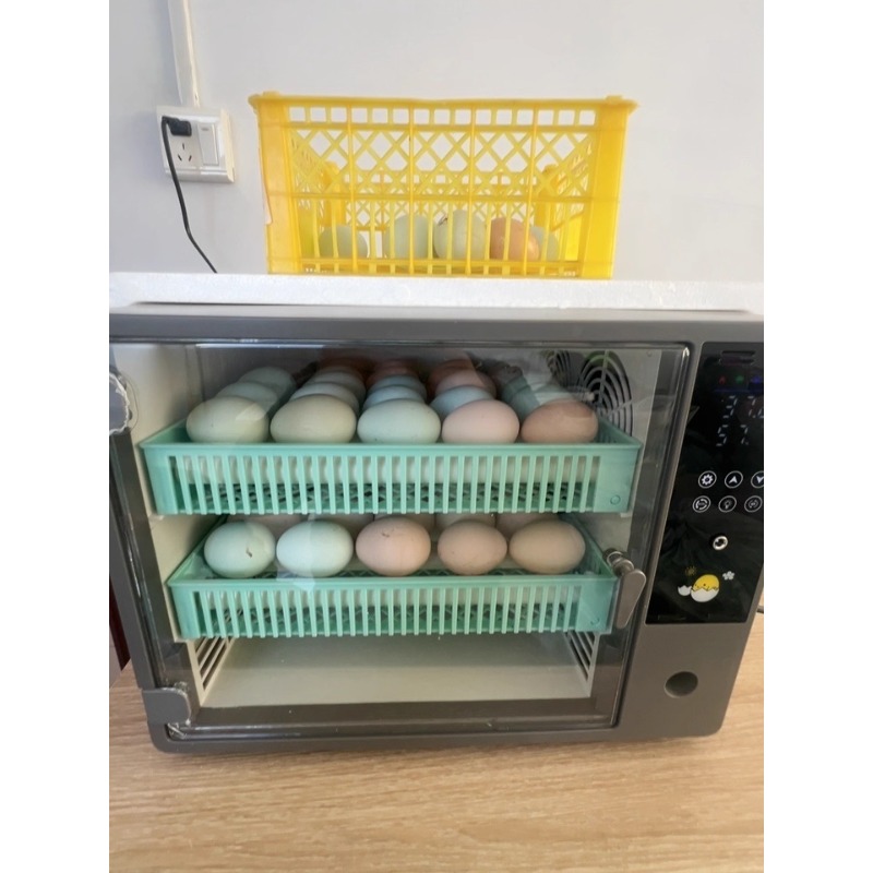 Incubateur d'œufs entièrement  - Quail Egg Incubator avis et prix