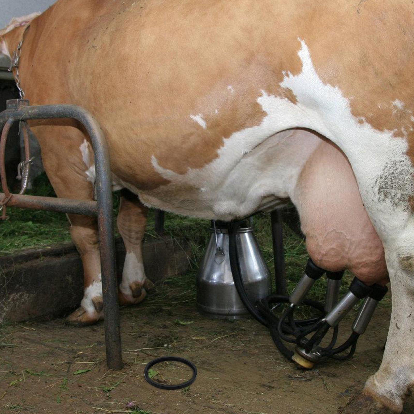 Accessoire pour machine à trai - Milking Machine avis et prix