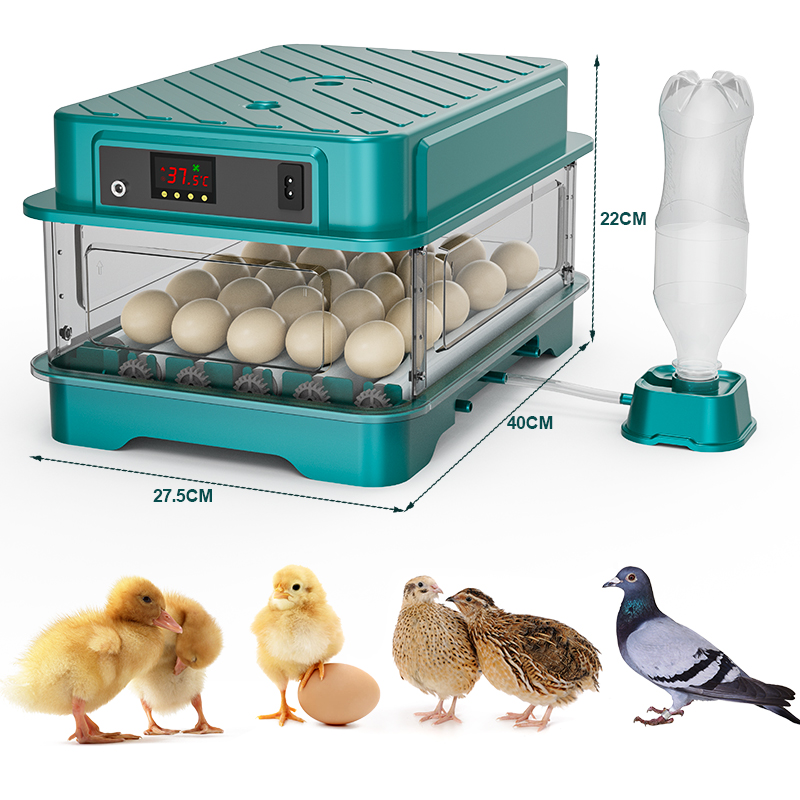 Incubateur d'œufs entièrement  - Quail Egg Incubator avis et prix